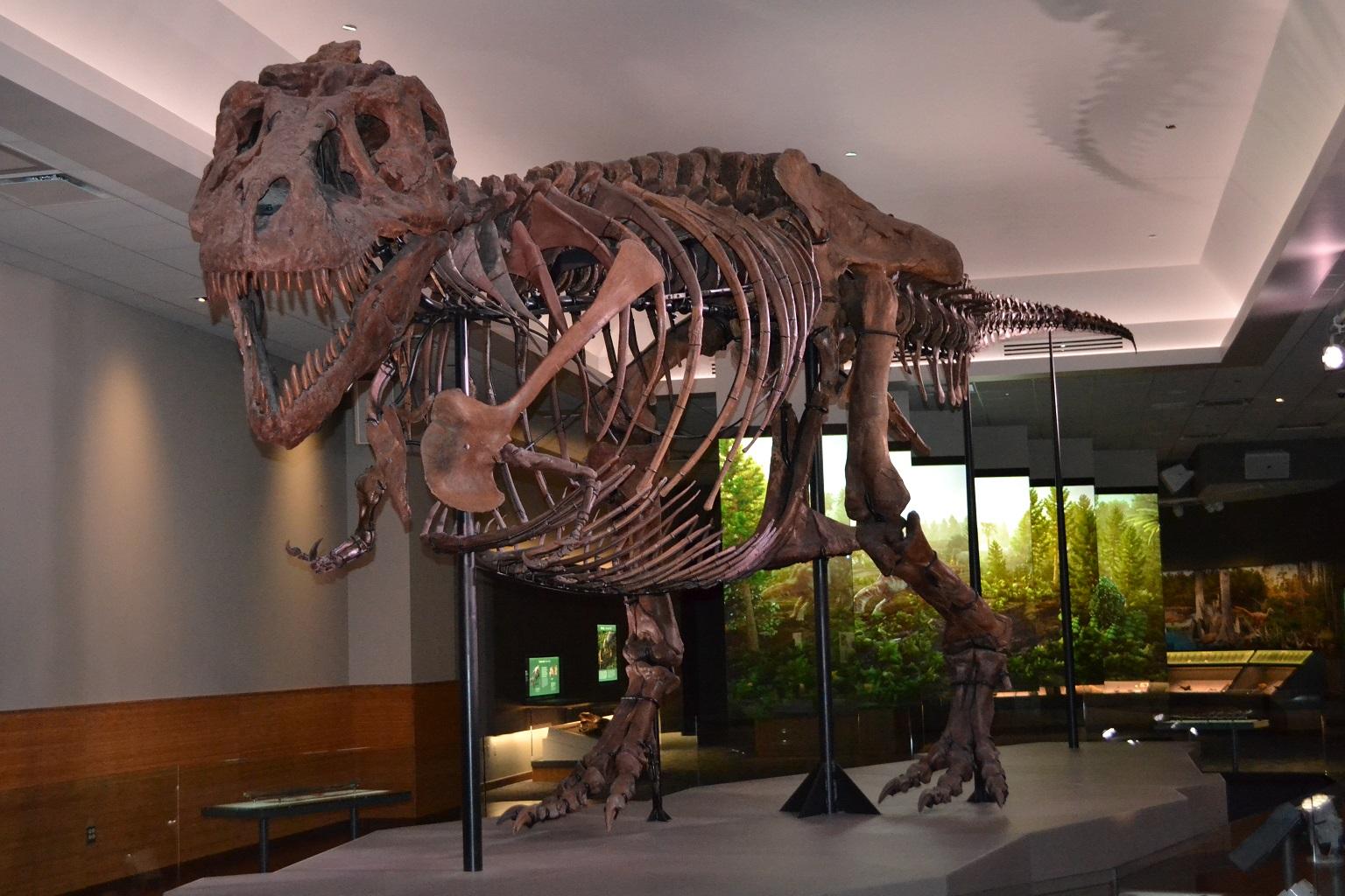 t rex history museum